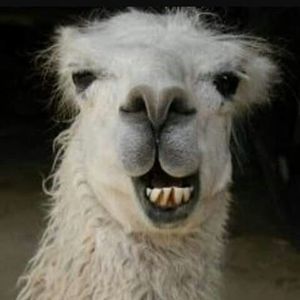 Meet your Posher, Jolene